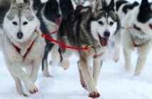 Husky-Ausfahrt im Winterurlaub