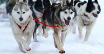 Husky-Ausfahrt im Winterurlaub