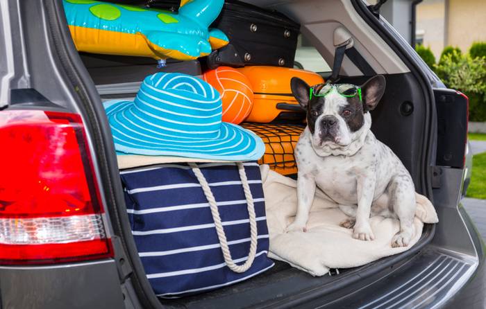 Im Auto zu verreisen ist für die Fellnase die angenehmste Art zu Reisen. (Foto: shutterstock - Patryk Kosmider)